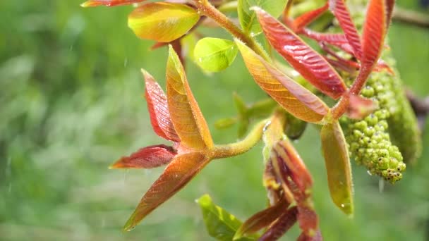 Grönt Blad Med Regndroppar Sommaren Naturen Utvecklas Vinden — Stockvideo