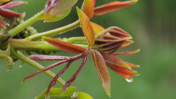 Grünes Blatt Mit Regentropfen Sommer Der Natur Entwickelt Sich Wind — Stockvideo