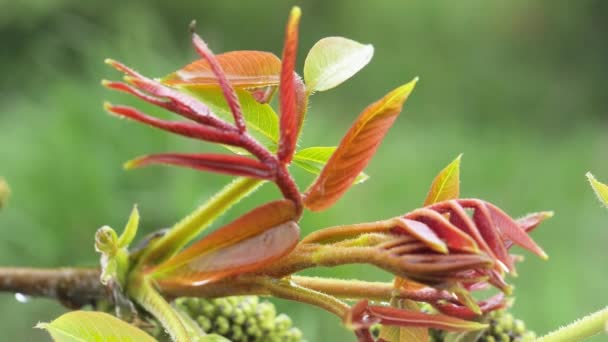 Folha Verde Com Gotas Chuva Verão Natureza Desenvolve Vento — Vídeo de Stock