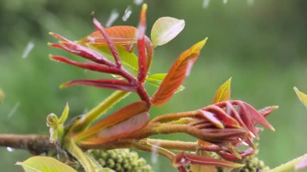 Grönt Blad Med Regndroppar Sommaren Naturen Utvecklas Vinden — Stockvideo