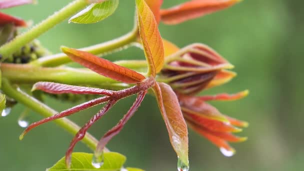 Folha Verde Com Gotas Chuva Verão Natureza Desenvolve Vento — Vídeo de Stock