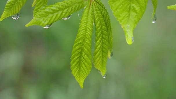 Folha Verde Com Gotas Chuva Verão Natureza Desenvolve Vento — Vídeo de Stock