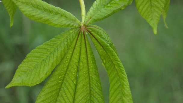 Folha Verde Com Gotas Chuva Verão Natureza Desenvolve Vento — Vídeo de Stock