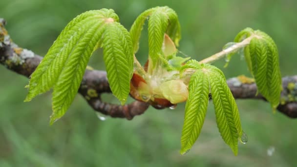 Groen Blad Met Regendruppels Zomer Natuur Ontwikkelt Zich Wind — Stockvideo