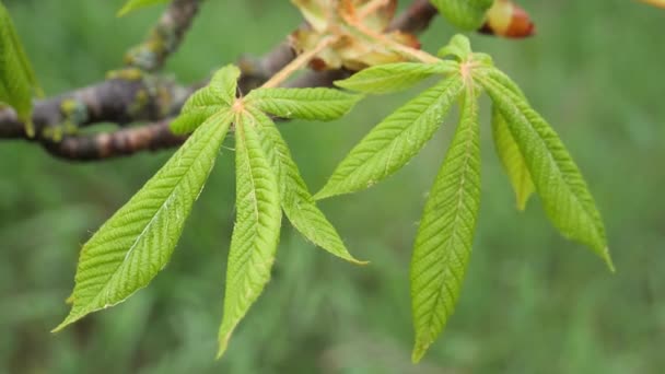 Folha Verde Com Gotas Chuva Verão Natureza Desenvolve Vento — Vídeo de Stock