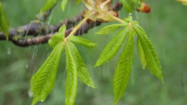 Doğada yaz aylarında yağmur damlaları ile yeşil yaprak rüzgar gelişir