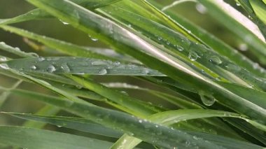 Doğada yaz aylarında yağmur damlaları ile yeşil yaprak rüzgar gelişir