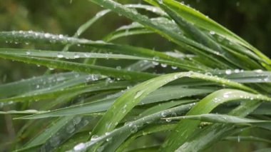 Doğada yaz aylarında yağmur damlaları ile yeşil yaprak rüzgar gelişir