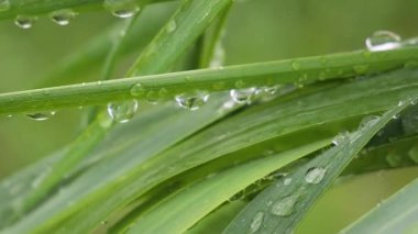 Doğada yaz aylarında yağmur damlaları ile yeşil yaprak rüzgar gelişir