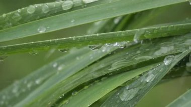 Doğada yaz aylarında yağmur damlaları ile yeşil yaprak rüzgar gelişir
