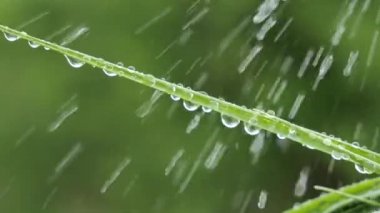 Doğada yaz aylarında yağmur damlaları ile yeşil yaprak rüzgar gelişir