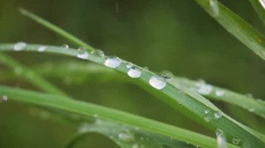 Doğada yaz aylarında yağmur damlaları ile yeşil yaprak rüzgar gelişir
