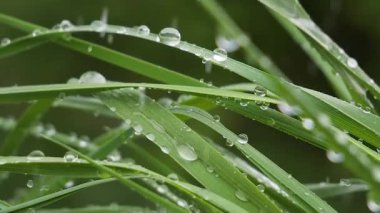 Doğada yaz aylarında yağmur damlaları ile yeşil yaprak rüzgar gelişir