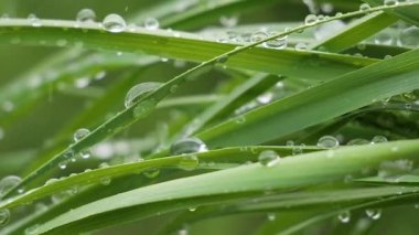 Doğada yaz aylarında yağmur damlaları ile yeşil yaprak rüzgar gelişir