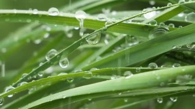 Doğada yaz aylarında yağmur damlaları ile yeşil yaprak rüzgar gelişir