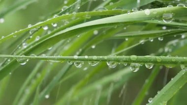 Doğada yaz aylarında yağmur damlaları ile yeşil yaprak rüzgar gelişir