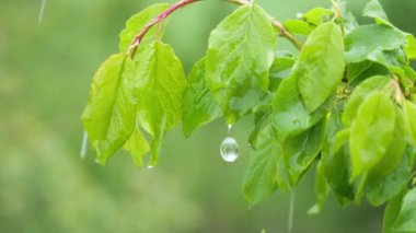 Doğada yaz aylarında yağmur damlaları ile yeşil yaprak rüzgar gelişir