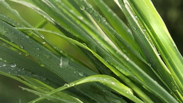 Groen Blad Met Regendruppels Zomer Natuur Ontwikkelt Zich Wind — Stockvideo