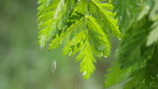 Hoja Verde Con Gotas Lluvia Verano Naturaleza Desarrolla Viento — Vídeo de stock