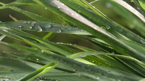 Grönt Blad Med Regndroppar Sommaren Naturen Utvecklas Vinden — Stockvideo