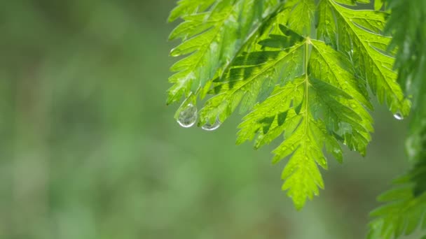 Folha Verde Com Gotas Chuva Verão Natureza Desenvolve Vento — Vídeo de Stock