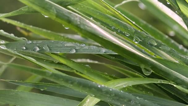 Grönt Blad Med Regndroppar Sommaren Naturen Utvecklas Vinden — Stockvideo