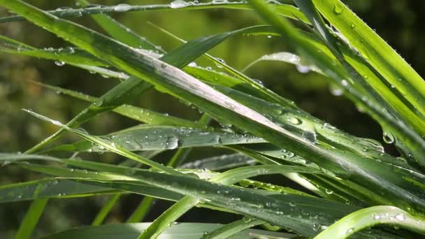 Folha Verde Com Gotas Chuva Verão Natureza Desenvolve Vento — Vídeo de Stock