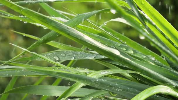 Grönt Blad Med Regndroppar Sommaren Naturen Utvecklas Vinden — Stockvideo