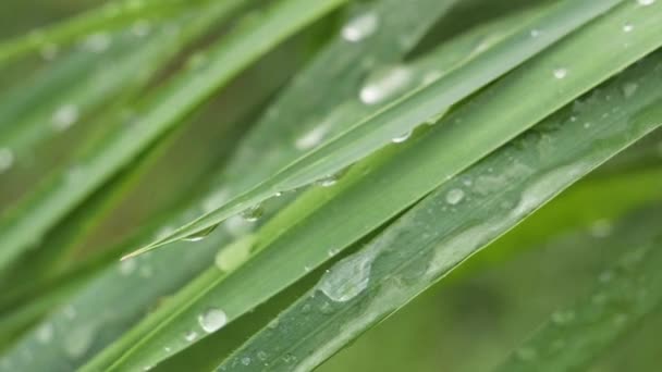 自然の夏に雨滴を持つ緑の葉は風の中で発達する — ストック動画