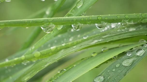 Folha Verde Com Gotas Chuva Verão Natureza Desenvolve Vento — Vídeo de Stock