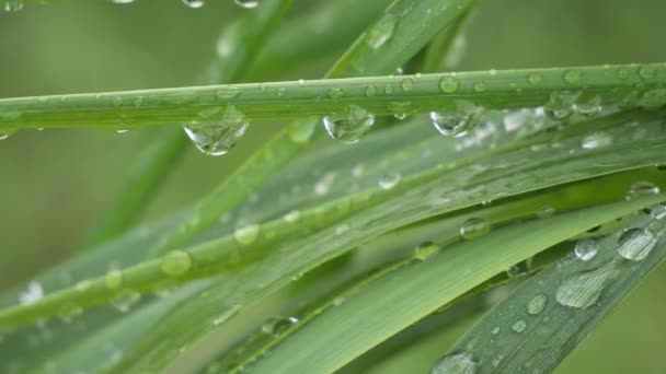 Feuille verte avec des gouttes de pluie en été dans la nature se développe dans le vent 