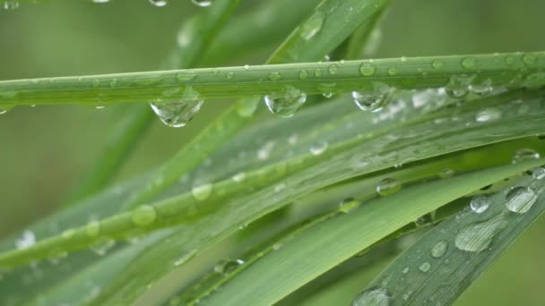 Green Leaf Raindrops Summer Nature Develops Wind — Stock Video