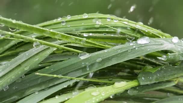 Folha Verde Com Gotas Chuva Verão Natureza Desenvolve Vento — Vídeo de Stock