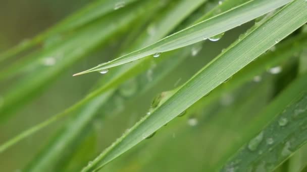 绿叶与雨滴在夏天在大自然中发展在风中 — 图库视频影像