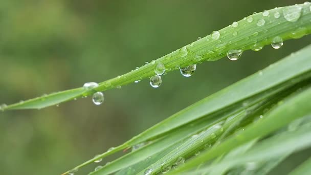 Feuille verte avec des gouttes de pluie en été dans la nature se développe dans le vent 