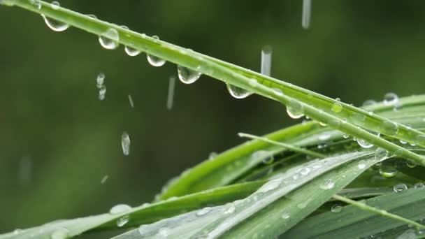 Folha Verde Com Gotas Chuva Verão Natureza Desenvolve Vento — Vídeo de Stock