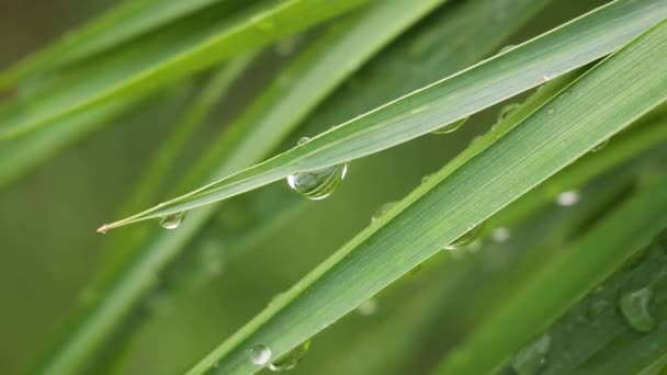 Grönt Blad Med Regndroppar Sommaren Naturen Utvecklas Vinden — Stockvideo