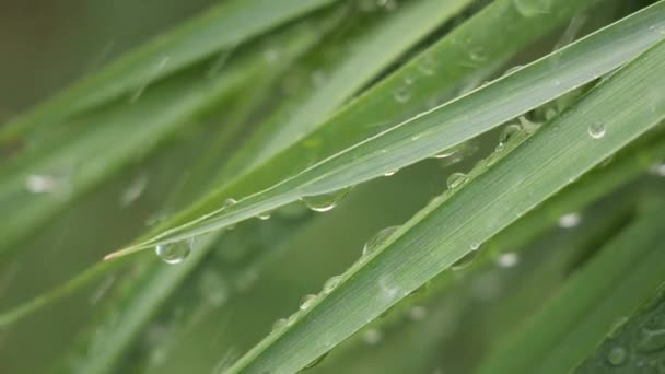 Grönt Blad Med Regndroppar Sommaren Naturen Utvecklas Vinden — Stockvideo