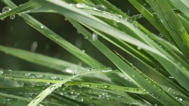Πράσινο Φύλλο Σταγόνες Βροχής Καλοκαίρι Στη Φύση Αναπτύσσεται Στον Άνεμο — Αρχείο Βίντεο