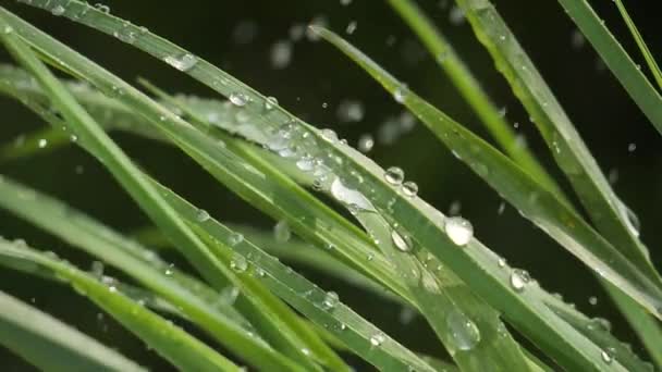 Grönt Blad Med Regndroppar Sommaren Naturen Utvecklas Vinden — Stockvideo