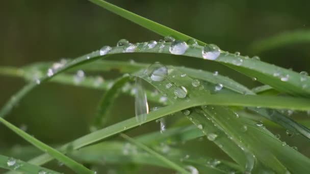 Hoja Verde Con Gotas Lluvia Verano Naturaleza Desarrolla Viento — Vídeos de Stock