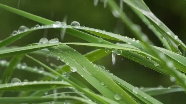 Folha Verde Com Gotas Chuva Verão Natureza Desenvolve Vento — Vídeo de Stock