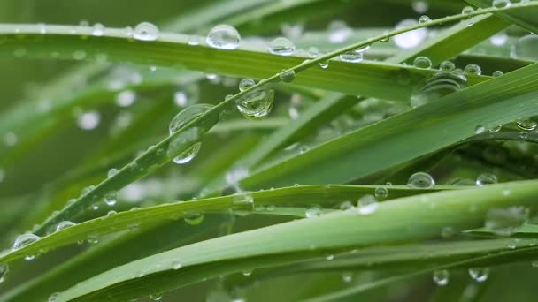 自然の夏に雨滴を持つ緑の葉は風の中で発達する — ストック動画