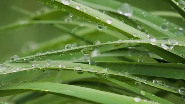 绿叶与雨滴在夏天在大自然中发展在风中 — 图库视频影像