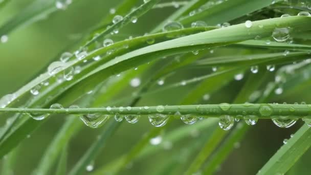 自然の夏に雨滴を持つ緑の葉は風の中で発達する — ストック動画