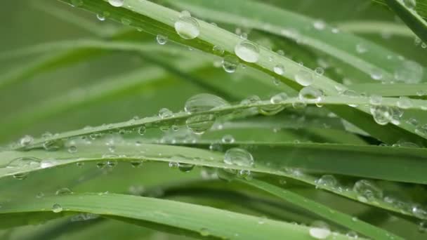 Πράσινο Φύλλο Σταγόνες Βροχής Καλοκαίρι Στη Φύση Αναπτύσσεται Στον Άνεμο — Αρχείο Βίντεο