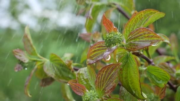 自然の夏に雨滴を持つ緑の葉は風の中で発達する — ストック動画