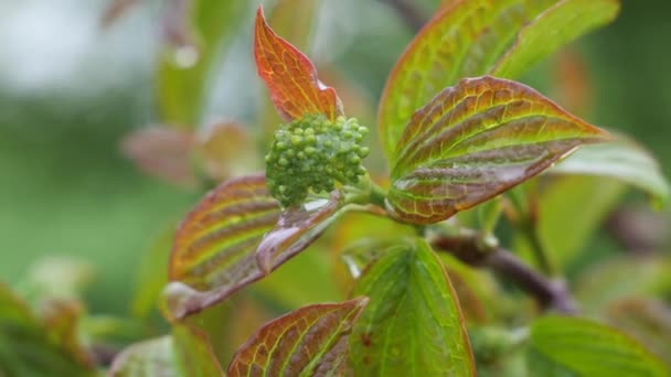 Folha Verde Com Gotas Chuva Verão Natureza Desenvolve Vento — Vídeo de Stock