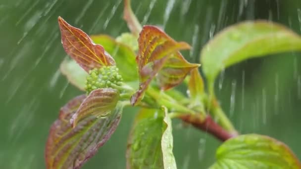 Groen Blad Met Regendruppels Zomer Natuur Ontwikkelt Zich Wind — Stockvideo