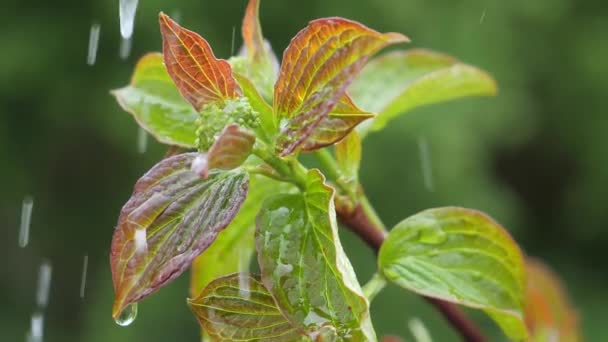 Hoja Verde Con Gotas Lluvia Verano Naturaleza Desarrolla Viento — Vídeos de Stock